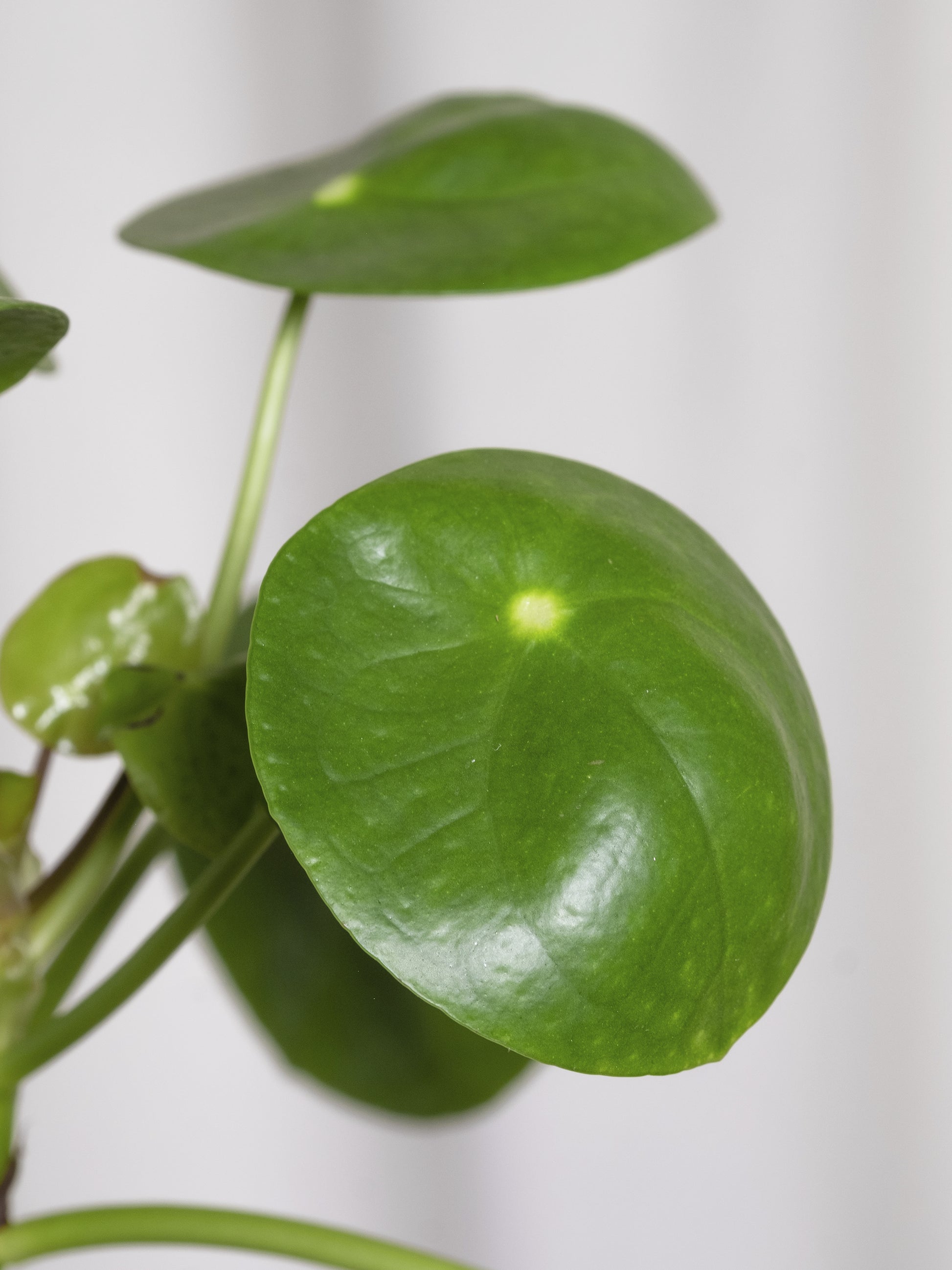 Pilea Peperomioides | Altura 25cm - Maceta 12cm