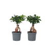 Laurel De Indias - 4 Pzs - Ficus Microcarpa - Altura 30-40cm - ⌀12cm