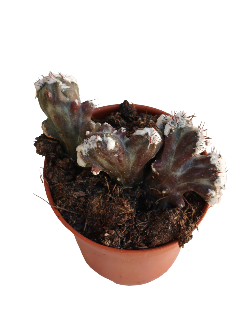 Monvillea Crestata Planta Suculenta Ø5