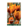 Bulbos Crocus orange monarch 10 uds