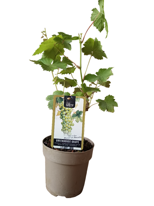 Planta Vitis Moscatel Uva Blanca Muy Dulce