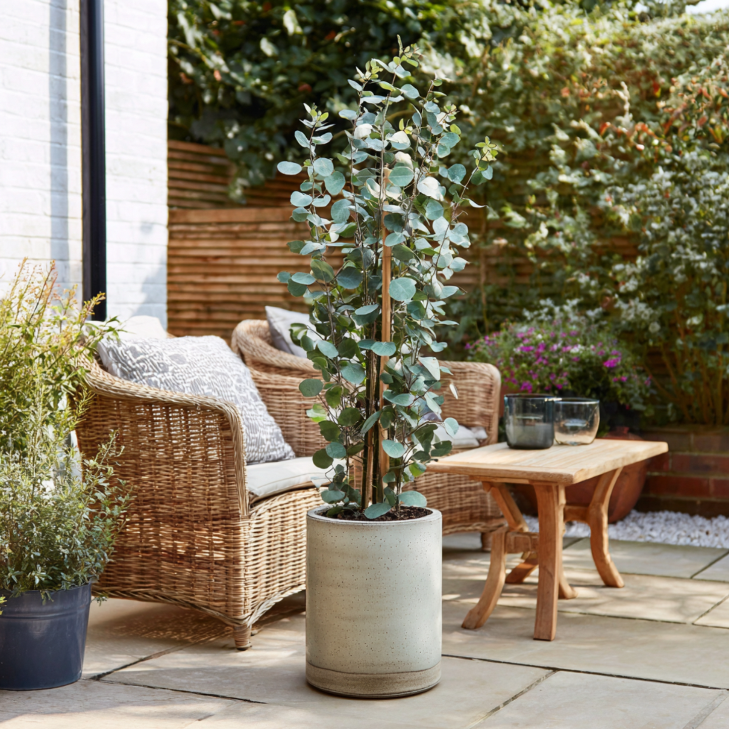 Eucalipto - 2 Pzs - Eucalyptus Cinerea 'silver Dollar' - A90-110cm - ⌀19cm_4