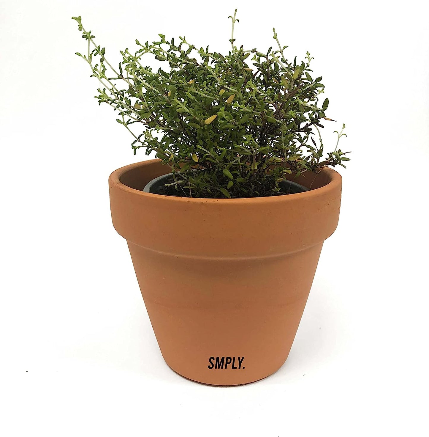 Planta Arómatica Natural De Tomillo En Maceta De 10 Cm