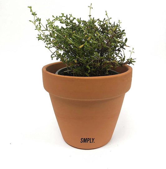 Planta Arómatica Natural De Tomillo En Maceta De 10 Cm