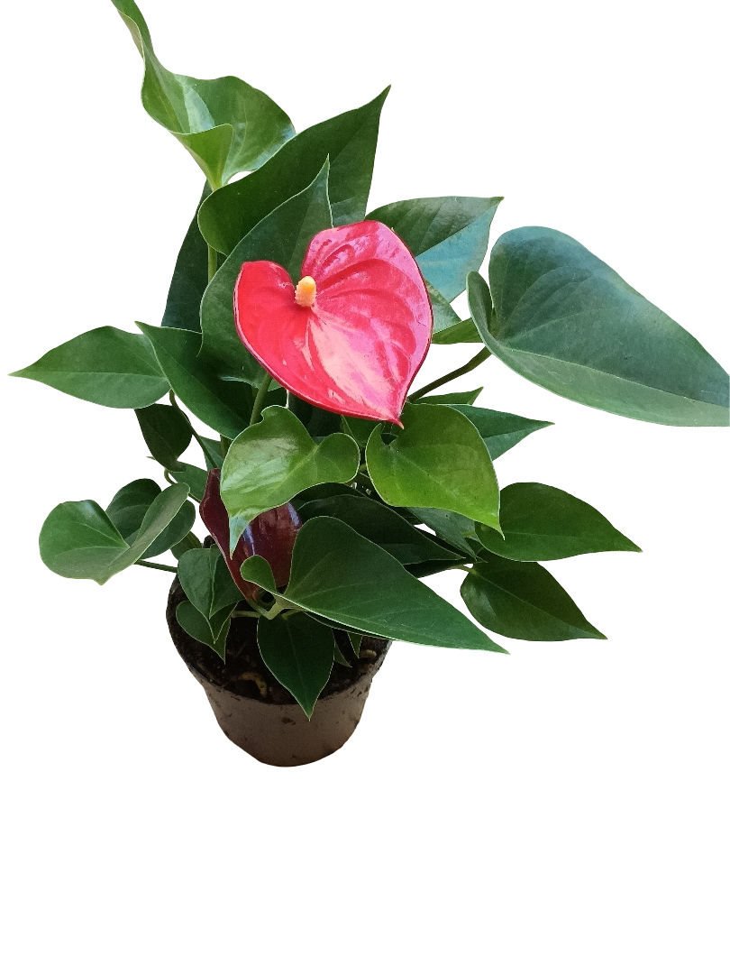 Anthurium Flor Rojo Planta De Interior Ø9 Cm