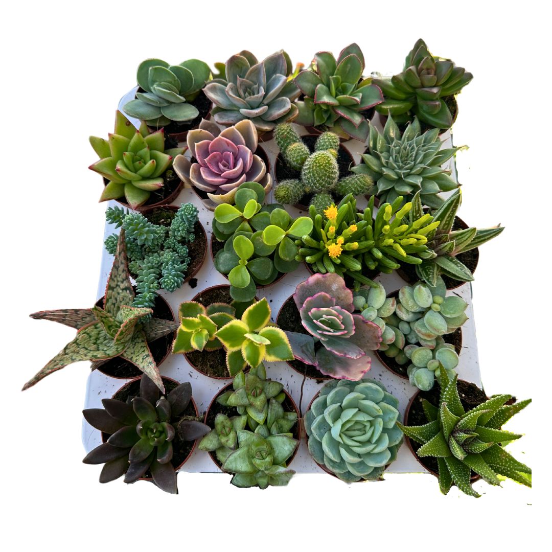 Bandeja 20 Crasas Variadas 5,5cm El Detalle O Regalo Perfecto