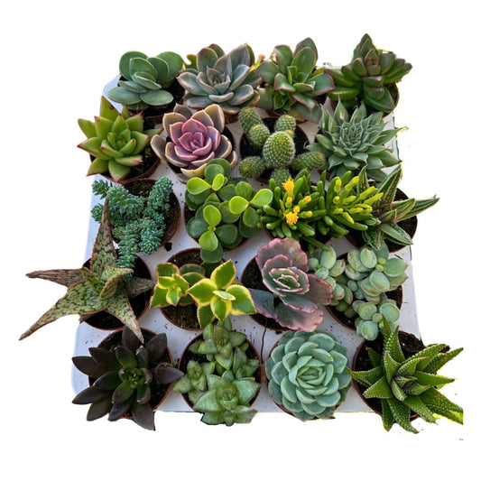 Bandeja 20 Crasas Variadas 5,5cm El Detalle O Regalo Perfecto