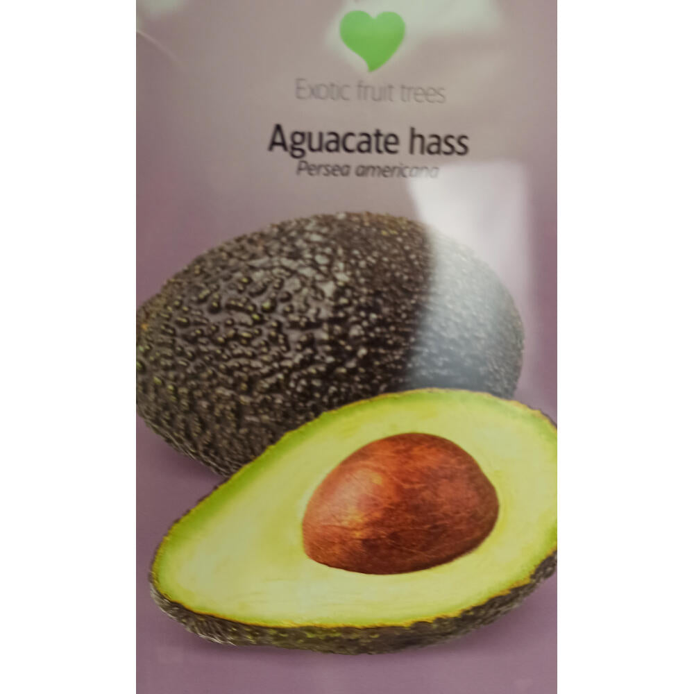 Árbol De Aguacate Hass M20 120cm