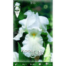 Bulbo Iris Germánica blanco 1 ud