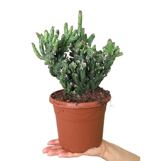 Monvillea Spegazzini Cristata M17