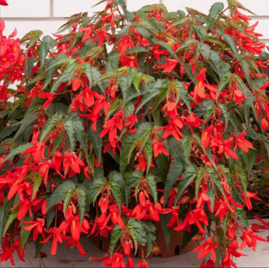 1 Bulbo Begonia Bertinii Planta De Flor_0