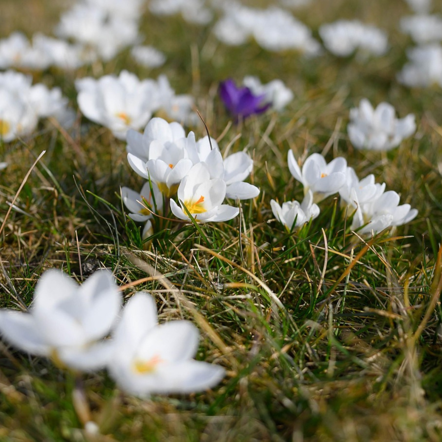 Crocus Caeruleus - 30 Pzs - Crocus 'white' - Bulbos De Flores - Blanco