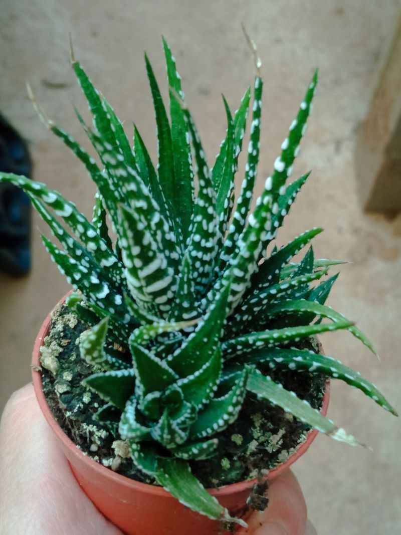 Haworthia Sp 1 Planta Suculenta 5 Cm