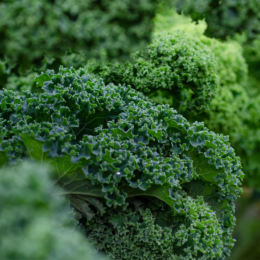 Plantón Col Kale Verde - PlantaBo