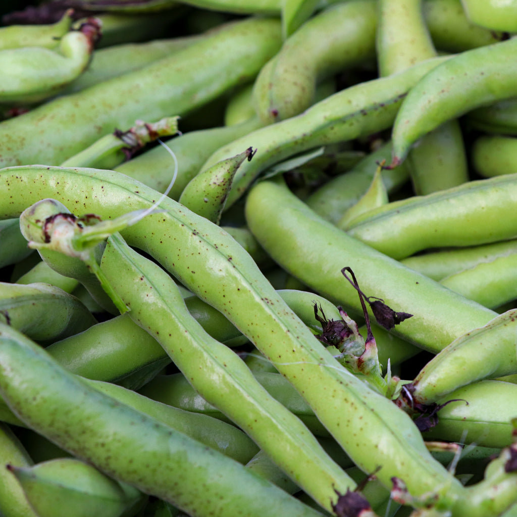 Plantón Haba - PlantaBo_2