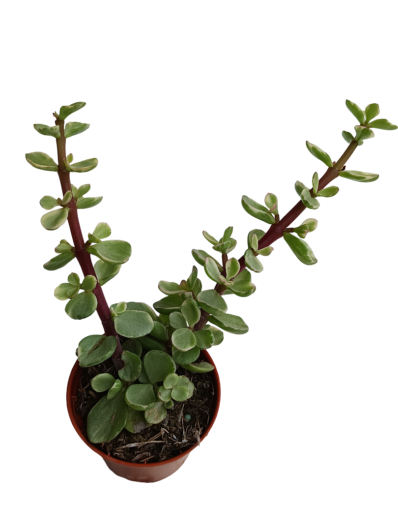 Portulacaria afra variegata planta suculenta del dinero Ø5