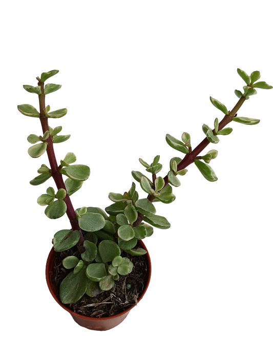 Portulacaria afra variegata planta suculenta del dinero Ø5