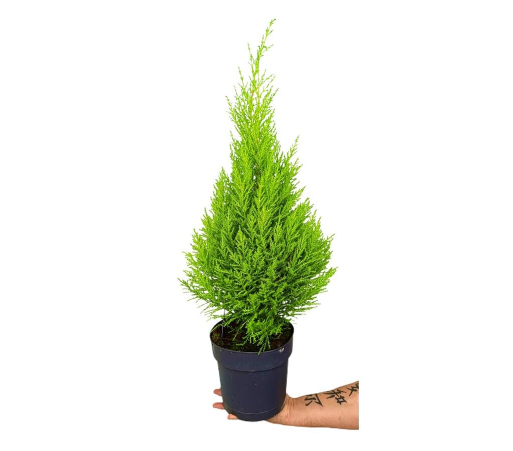 Cupressus Gold Crest Wilma M19 70cm_0