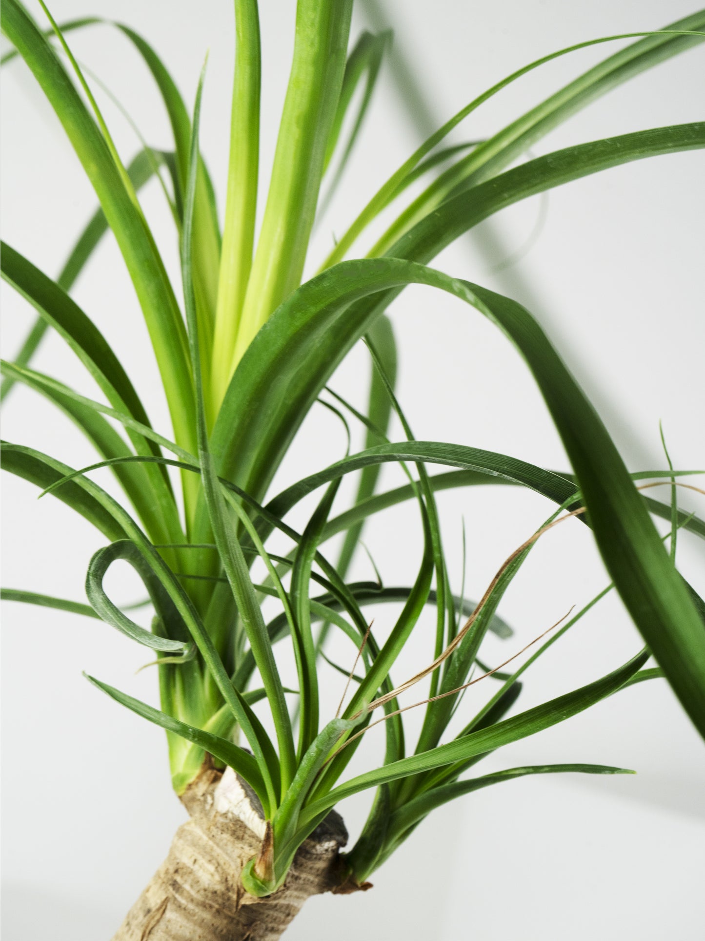 Nolina Beaucarnea | Altura 50cm - Maceta 17cm