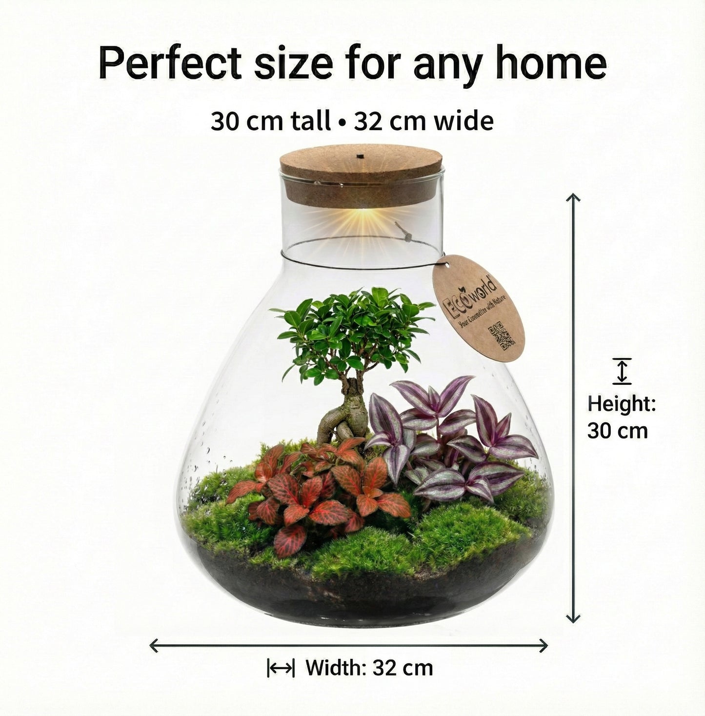 Mini Terrario Diy - Ecosistema Autosuficiente_5