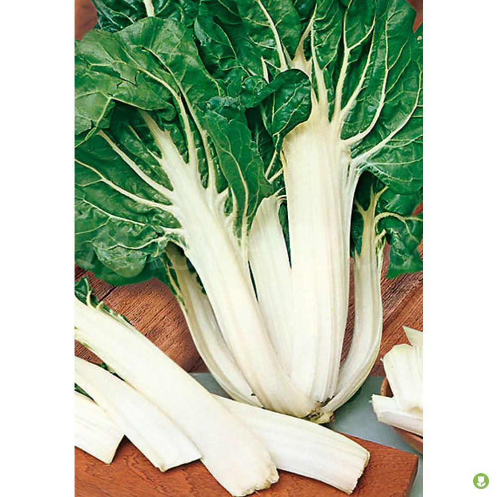 Semillas Acelga Verde Penca Blanca Ancha_0
