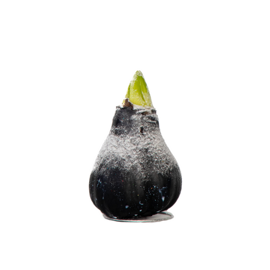 Amarilis - Hippeastrum 'wax Snow Black' - Bulbo De Flor - Rojo