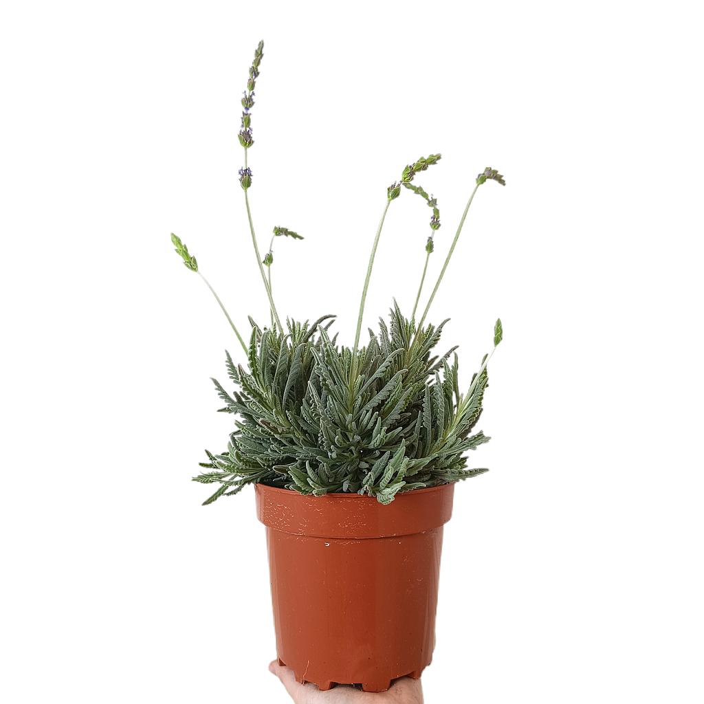 Lavanda Hibrida M17_0