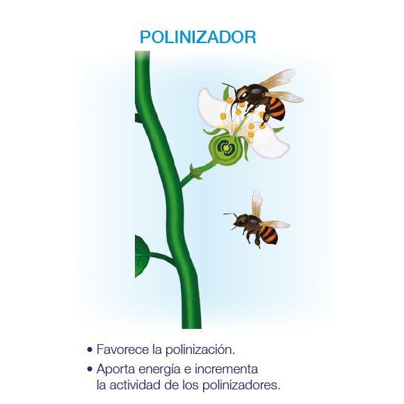 Kynetic4 Bioestimulante Floración y Cuajado Seipasa 250 ml