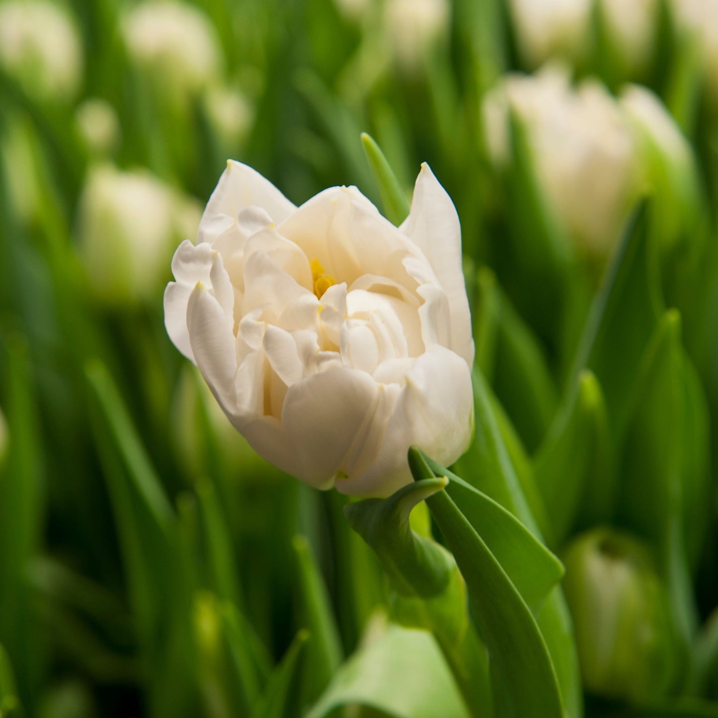 Bulbos De Tulipán - 14 Pzs - Tulipa 'northcap' - Bulbos De Flores - Amarillo