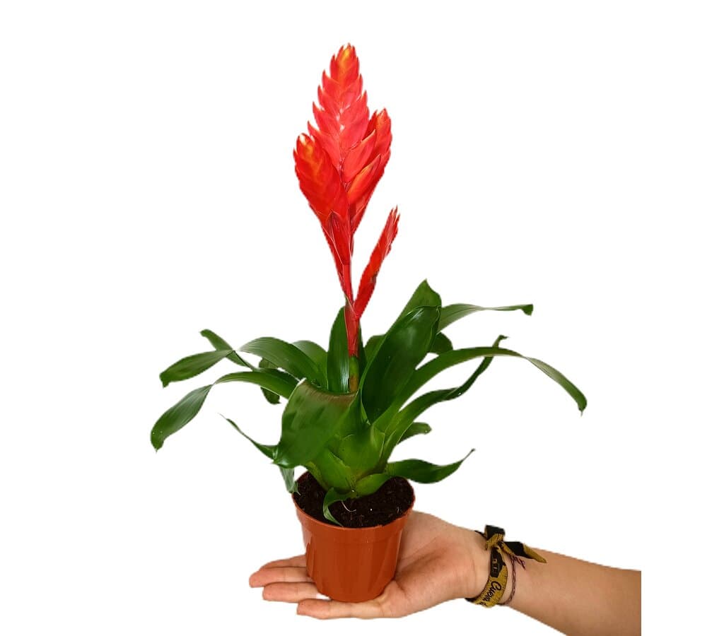Vriesea Twinkle M9_0