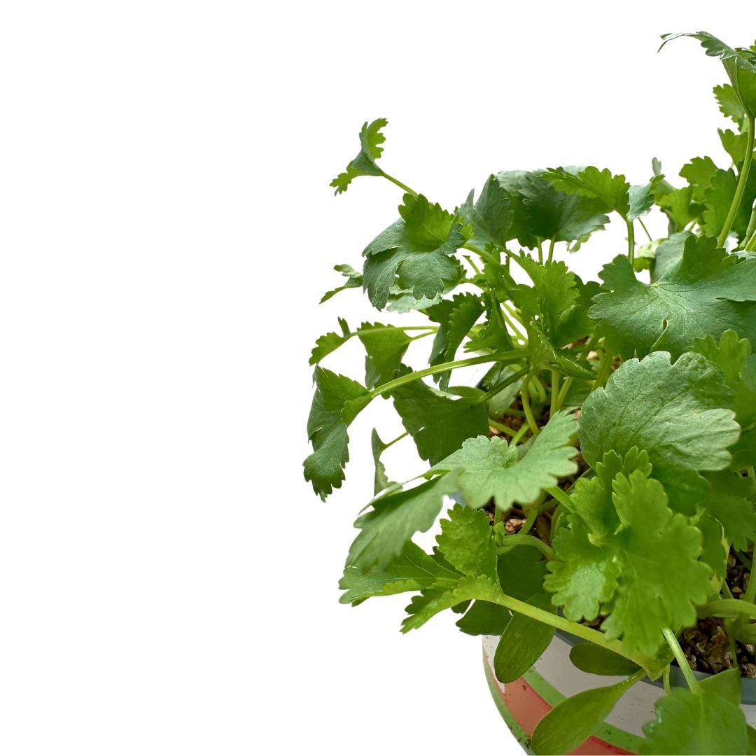 Cilantro Planta Aromática Y Medicinal (coriandrum Sativum)_1