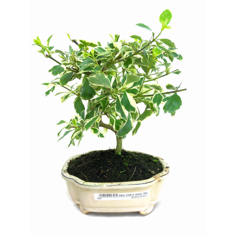 Bonsai Durantha Variega 7años_0