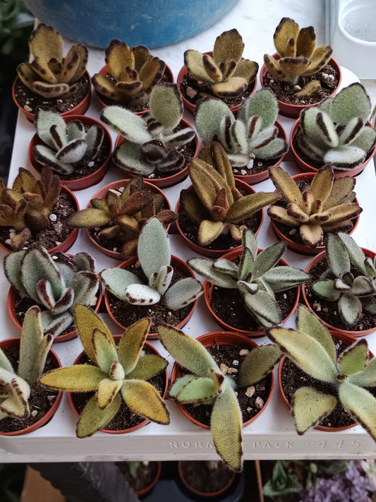 Kalanchoe Tomentosa Pata De Panda 1 Planta Surtida Aleatoria