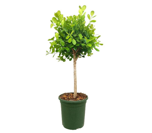 Ficus Microcarpa Moclame M32 120cm