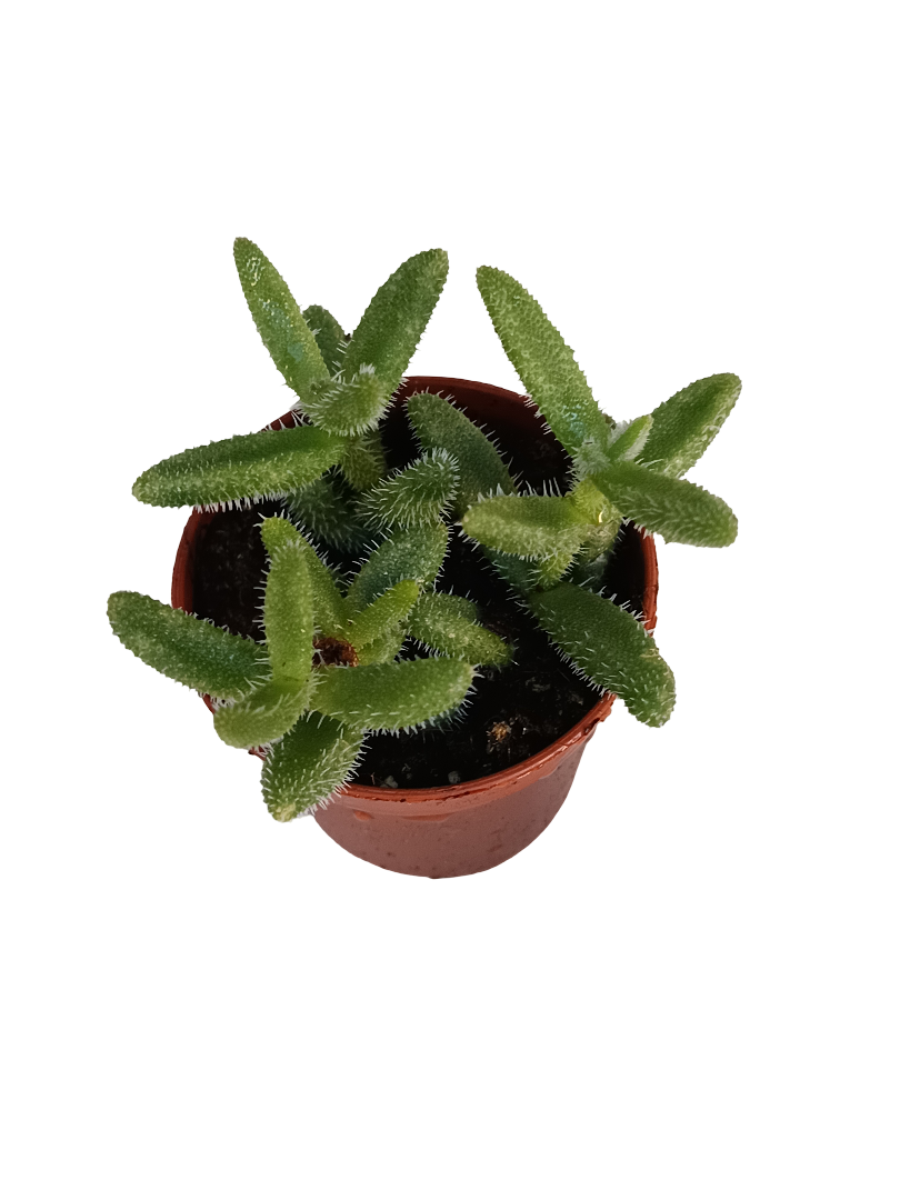 Delosperma Echinatum Planta Suculenta Colgante Flor Amarilla Ø5