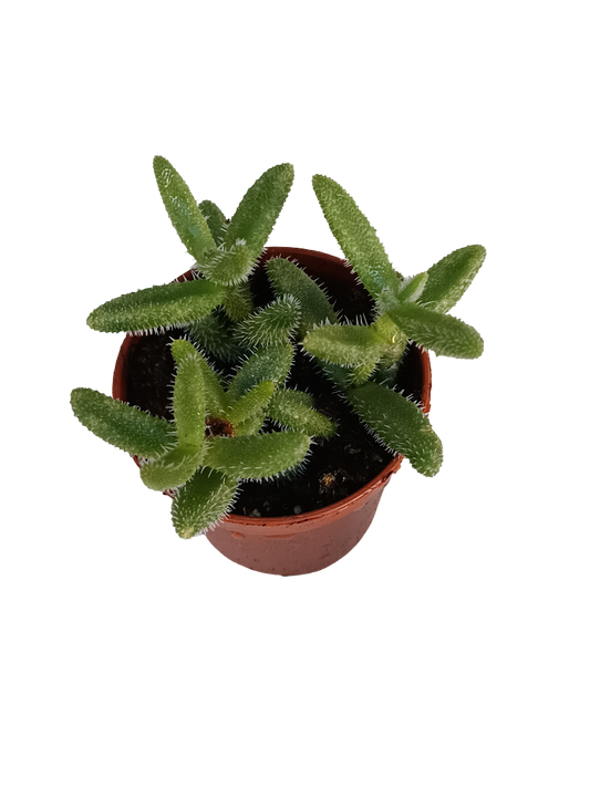 Delosperma Echinatum Planta Suculenta Colgante Flor Amarilla Ø5