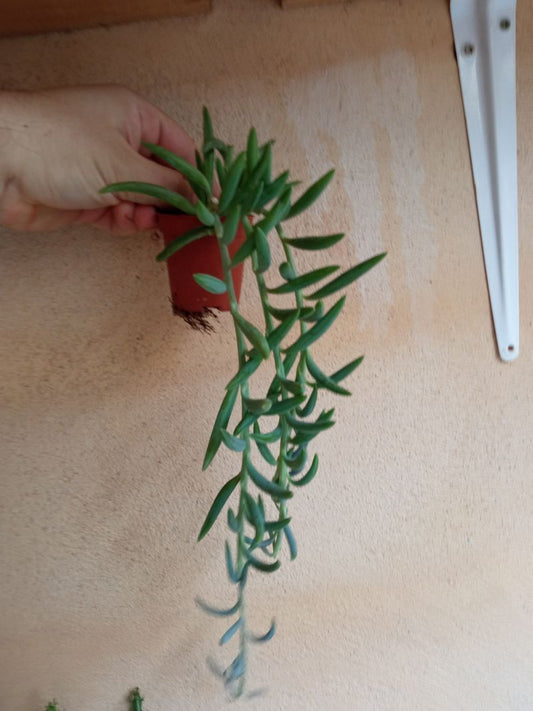 Senecio Radicans Bananita Colgante Planta Int/ext