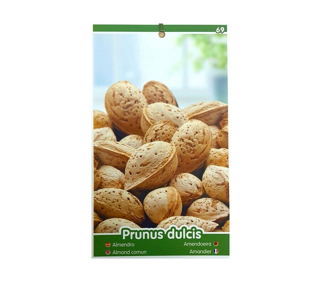 Árbol Frutal Almendro Guara M25 100cm-150cm Para Exterior