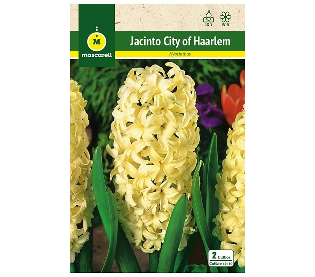 Bulbo Jacinto City Of Haarlem_0