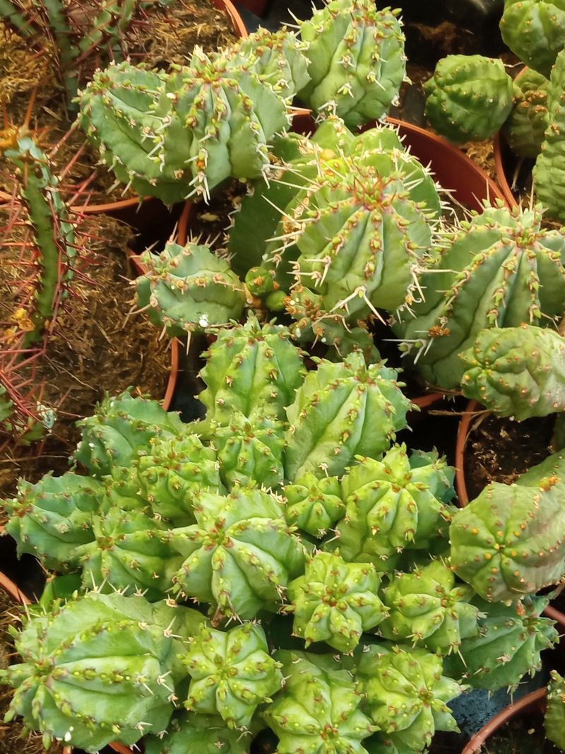 Euphorbia Sp No Id Planta Suculenta Ø8 Cm_0