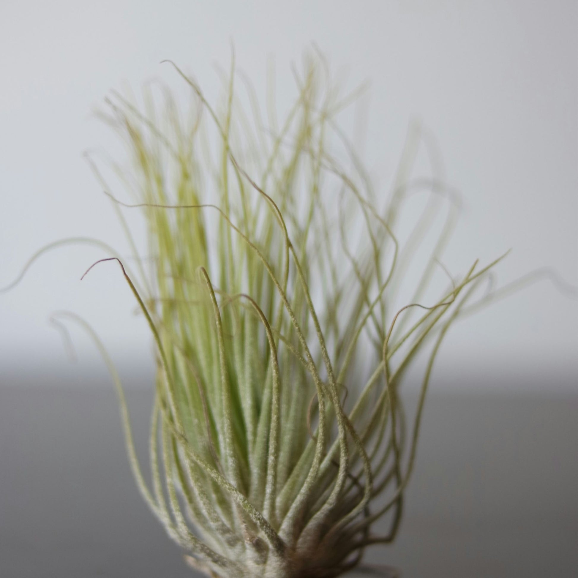 Claveles De Aire - 3 Pzs - Tillandsia 'burnt Wood Trio' - Altura 30-35cm