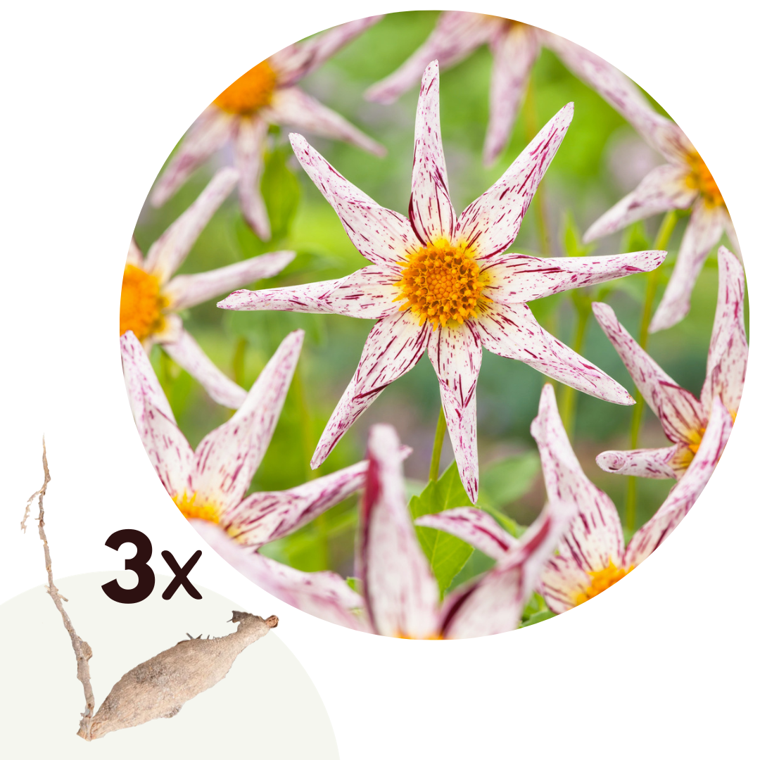 Tubérculos De Dalia - 3 Pzs - Dahlia 'destiny's Teacher'_0