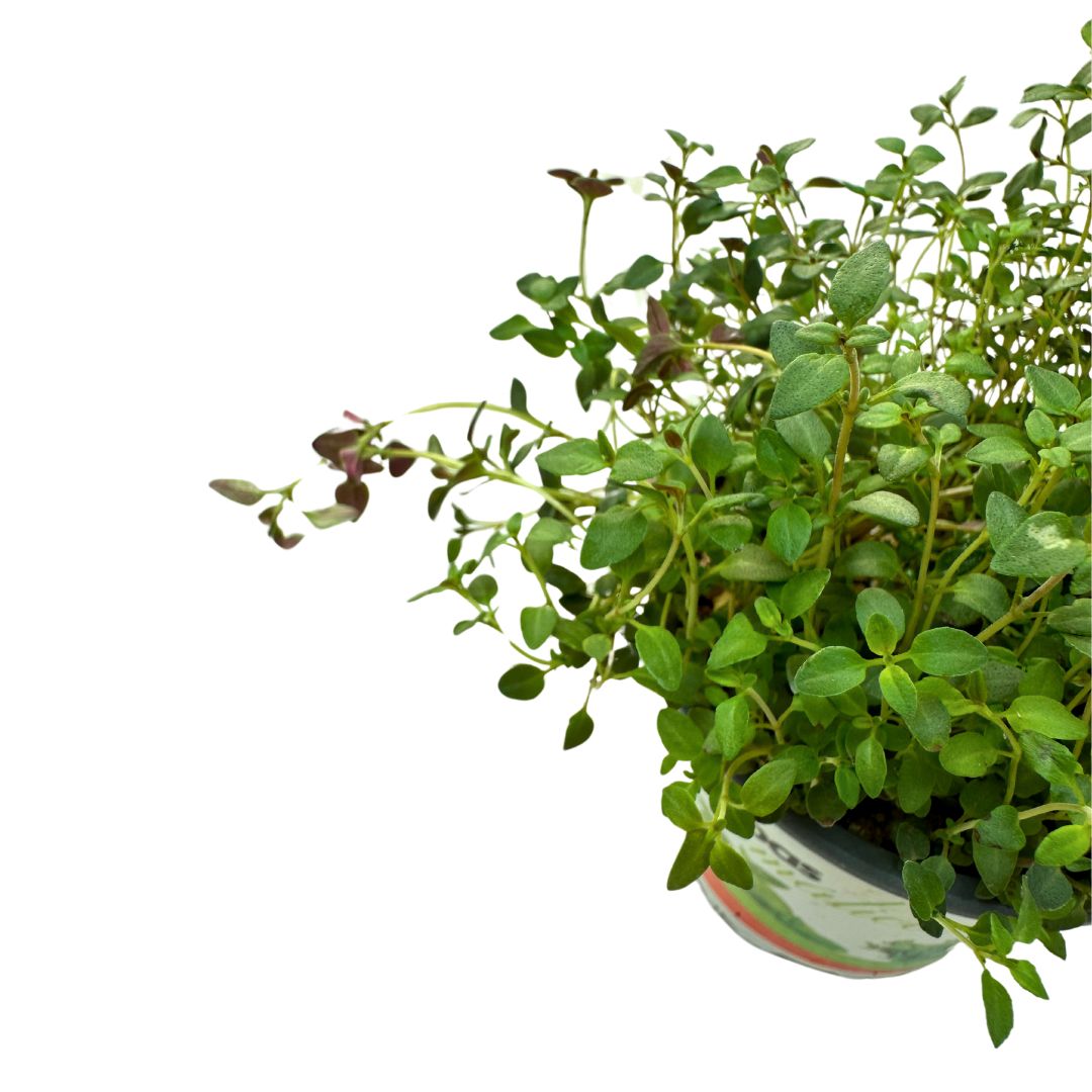 Tomillo Planta Aromática Y Medicinal (thymus Vulgaris)