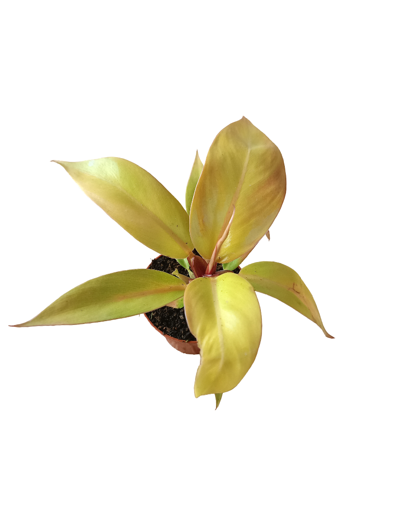 Philodendron PRINCE OF ORANGE Planta de interior Ø6