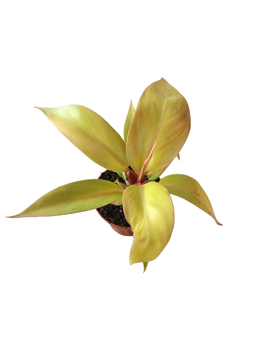 Philodendron PRINCE OF ORANGE Planta de interior Ø6