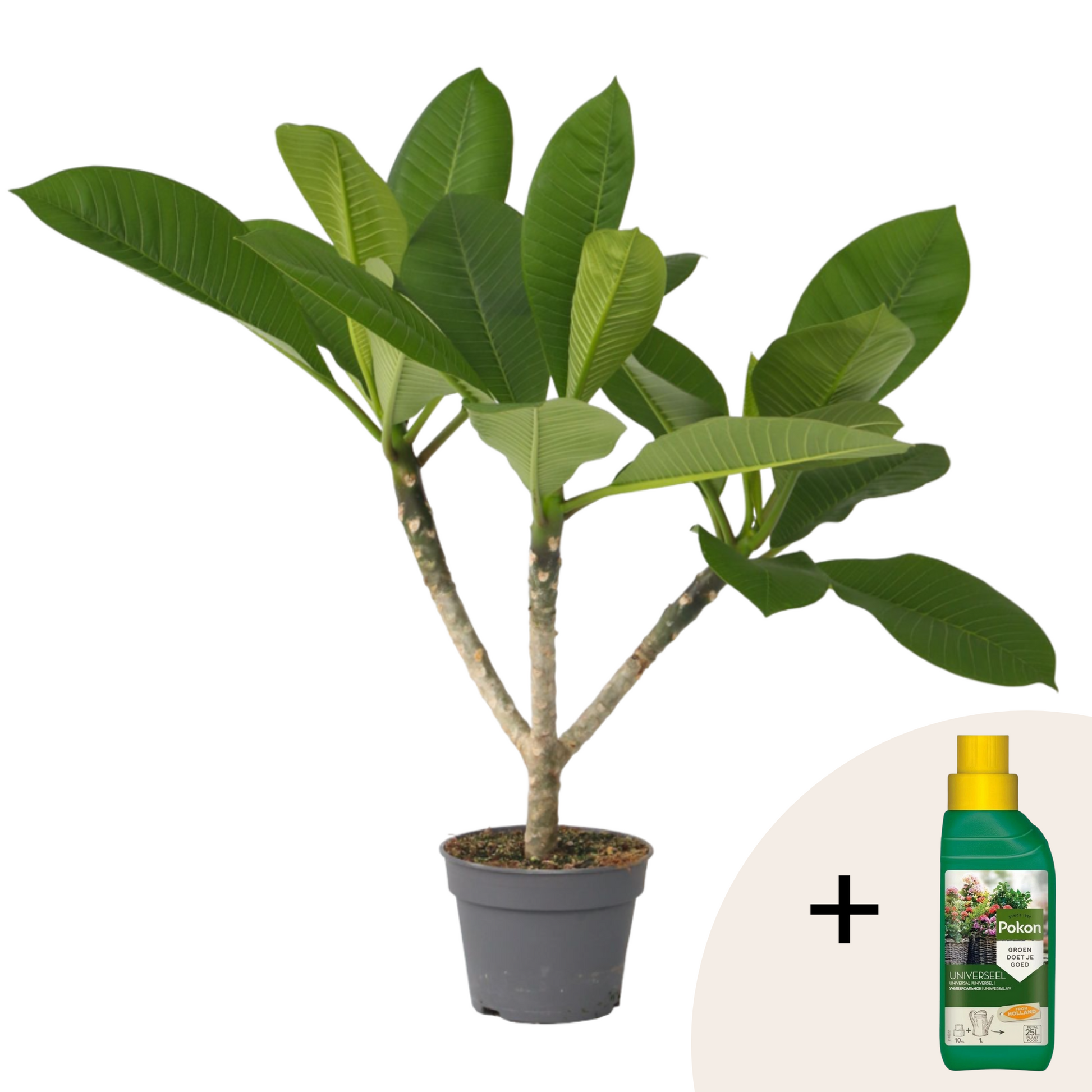 Frangipani + Alimento Vegetal - Plumeria Rubra 'hawaii' - Altura 45-55cm - ⌀17cm