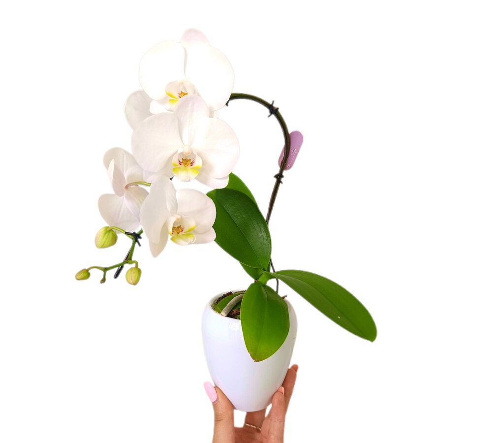 Phalaenopsis Swan M7_0