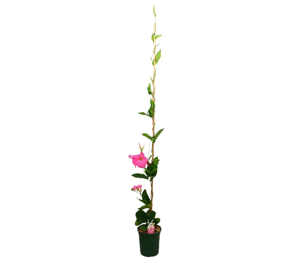 Dipladenia Cosmos Rosa M20 170-180cm (mandevilla)