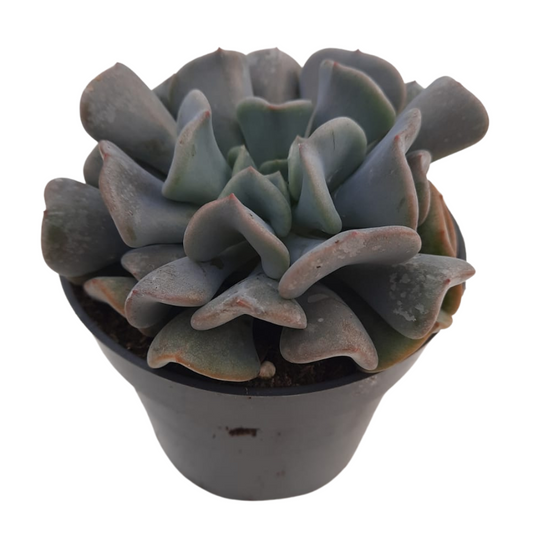 Echeveria Cubicfrost Suculenta De Hojas Heladas Para Decoración Interior