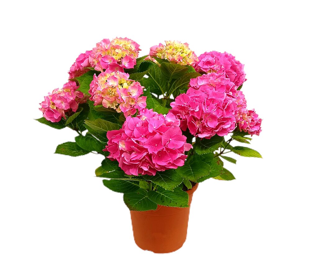 Hortensia M21 60cm_1